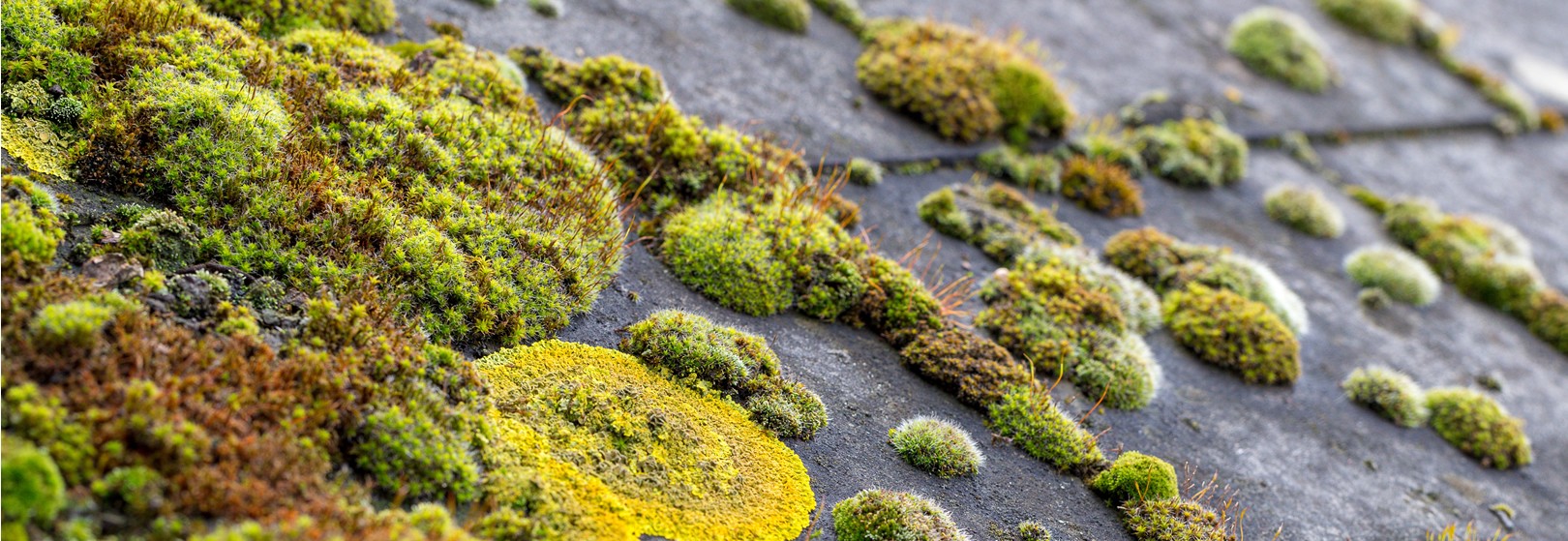 Moss-Free Roofs: Professional vs. DIY Cleaning Options Image